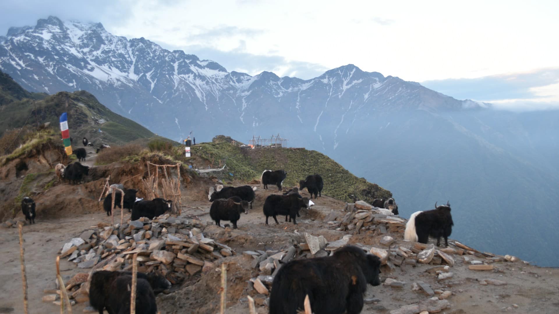 Himalayan Yaks Grazing Along the Mardi Himal Trek Path